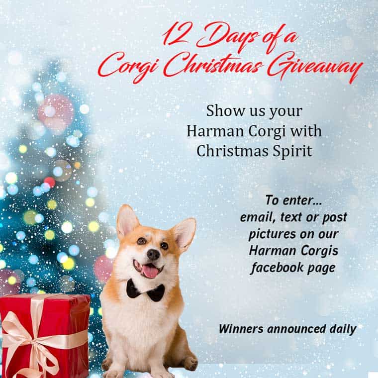 Harman Corgis 12 days of a Corgi Christmas