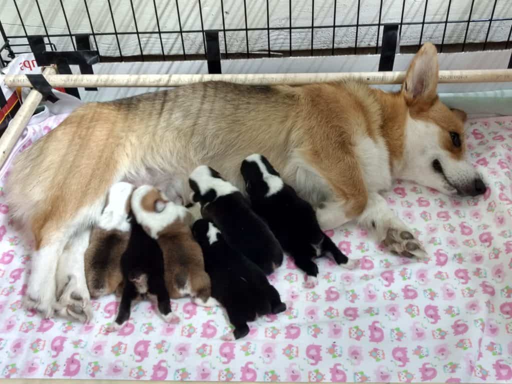 Corgi mom with puppies at Harman Corgis