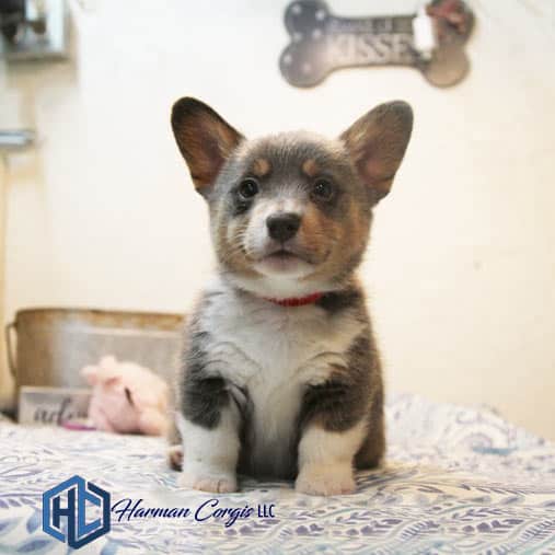Bluie Corgi Puppy
