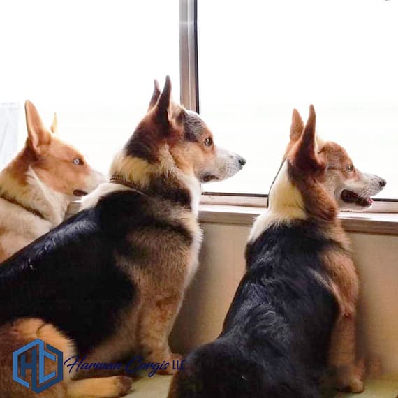 3 Corgis looking out a window