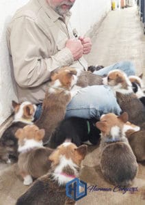 A litter of Corgi puppies playing with a person