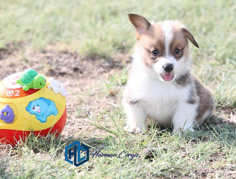 Red Corgi puppy with a toy