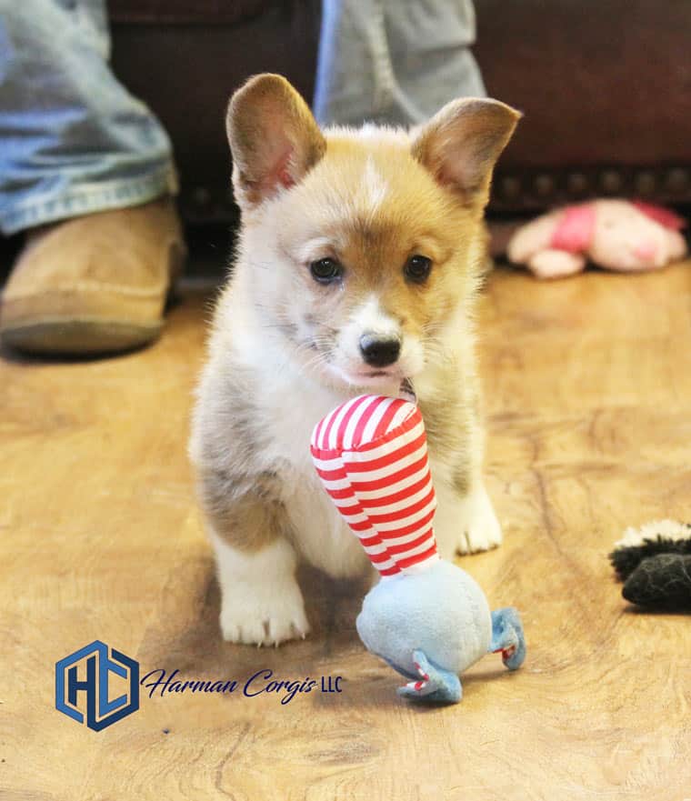 Corgi puppy playing with a toy