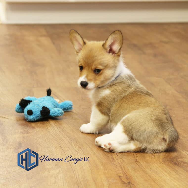 Red corgi puppy with a toy