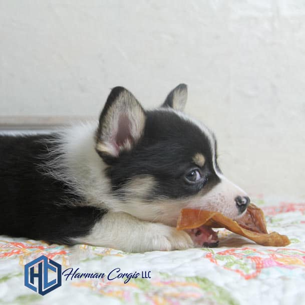 Tri color Corgi puppy with chewy