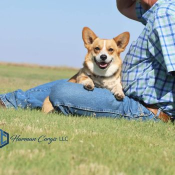 Corgi female at Harman Corgis sitting in a lap of her person