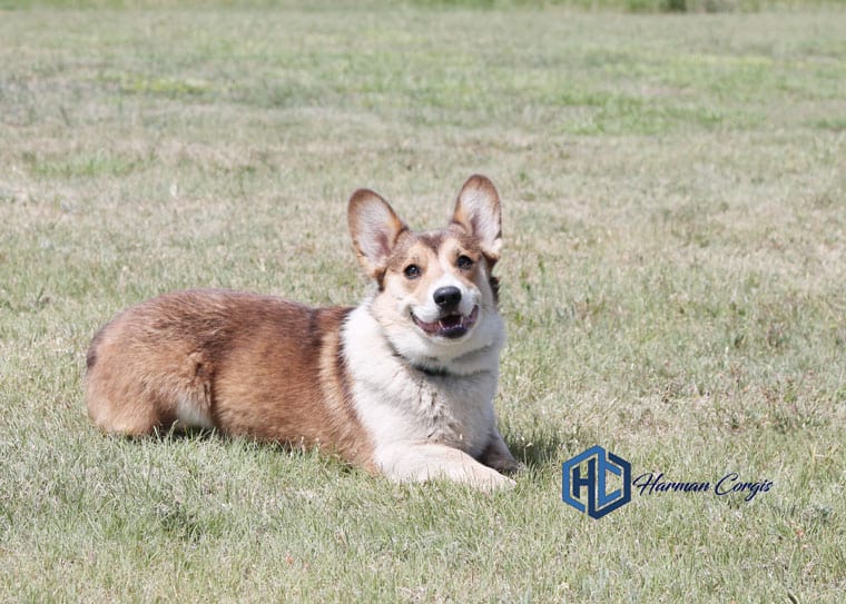 Izzy Pembroke Welsh Corgi Female Harman Farms