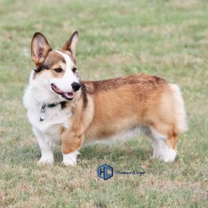 Pricing - Corgis I Texas Corgi Breeder I Harman Corgis