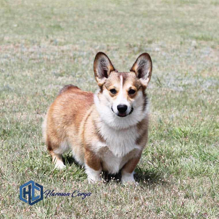 Available Corgis - Corgis I Texas Corgi Breeder I Harman Corgis