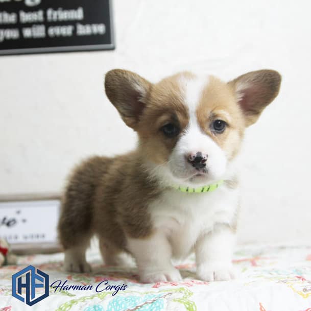 Red and white corgi puppy