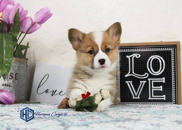 Getting to know the Pembroke Welsh Corgi - Corgis I Texas Corgi Breeder I  Harman Corgis