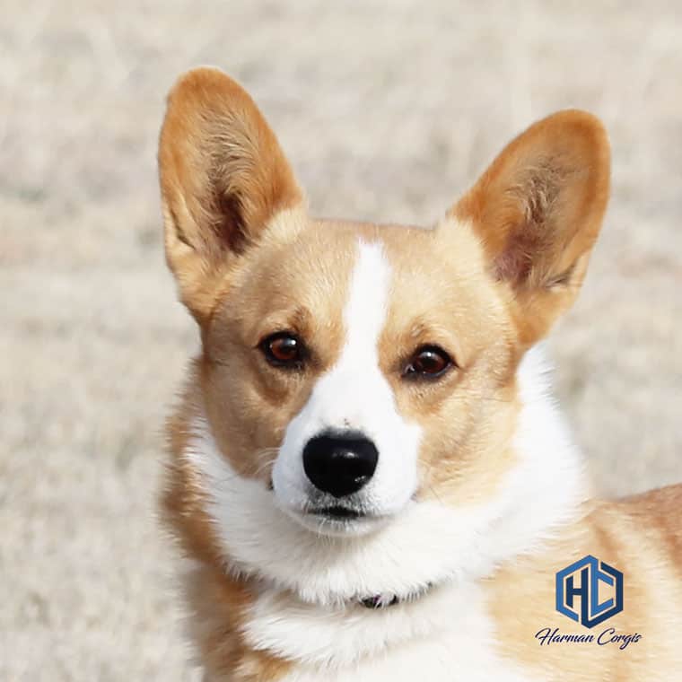 Head of a red and white Pembroke Welsh Corgi