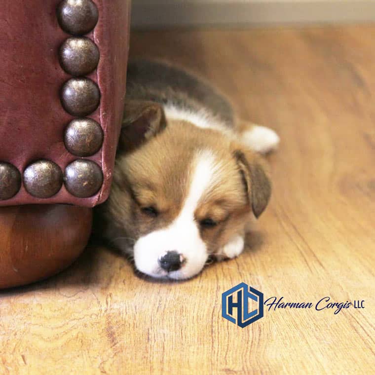 Sleeping Corgi Puppy