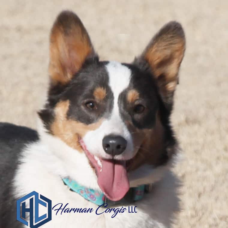 Bluie Corgi Female