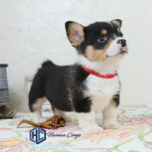 Tri colored Corgi puppy standing