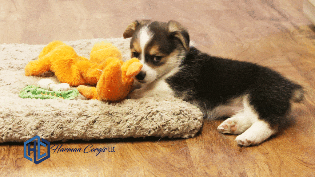 Tri puppy playing with a toy