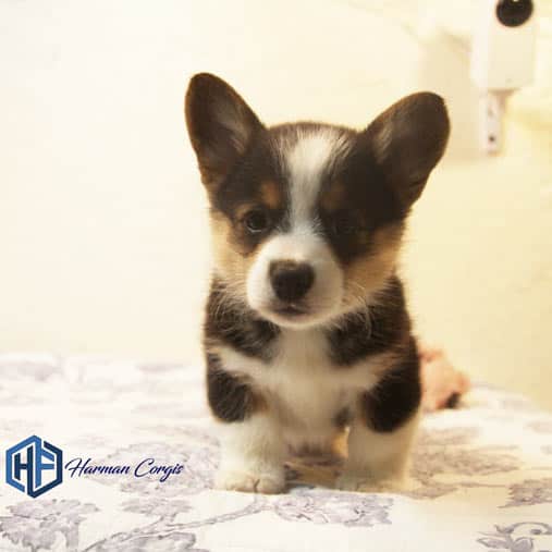 Getting to know the Pembroke Welsh Corgi - Corgis I Texas Corgi Breeder I  Harman Corgis