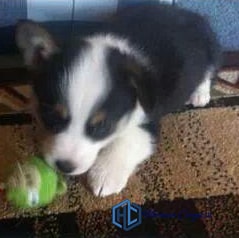 Baby tri color Corgi puppy