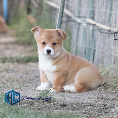 Corgi puppy ourside