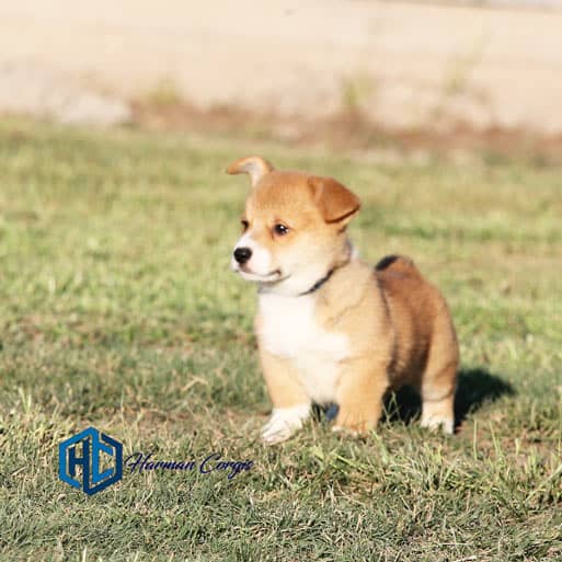 Red Corgi puppy