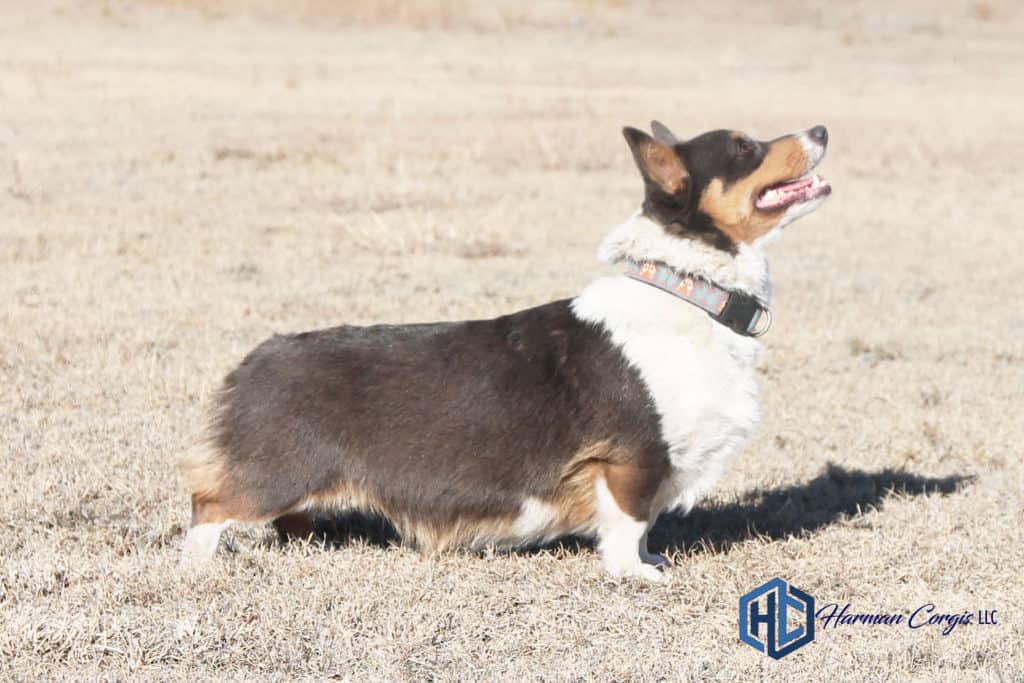 Tri bluie Corgi