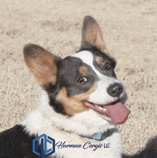 Head of Tri colored Pembroke Welsh Corgi