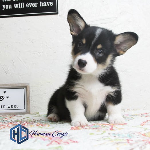 Black headed tri Corgi puppy