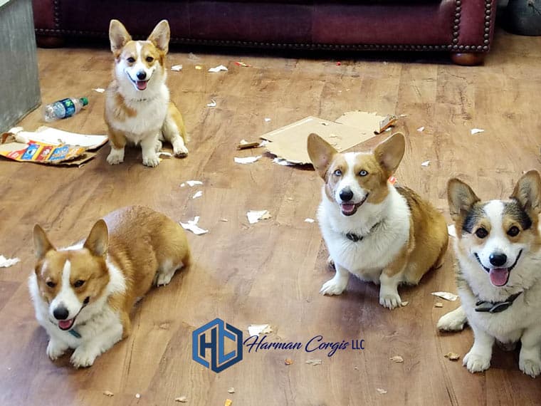 4 Corgis who chewed up a box