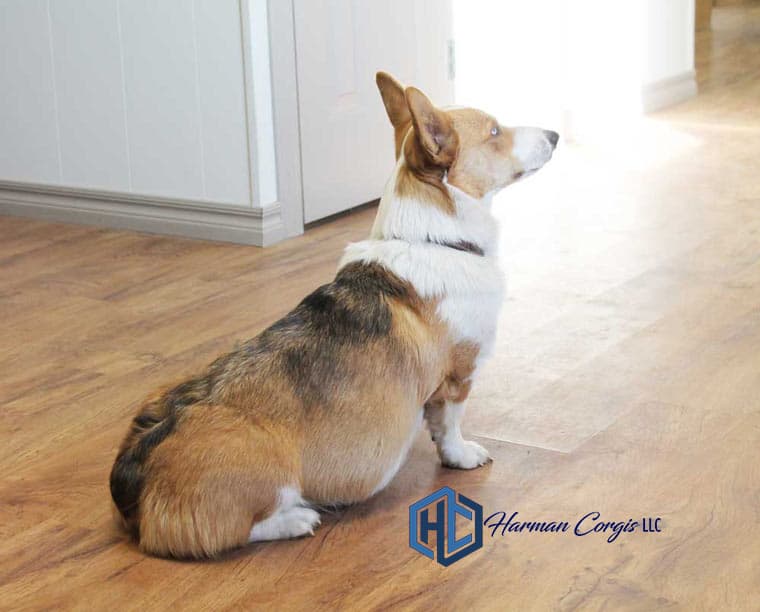 Corgi Female sitting