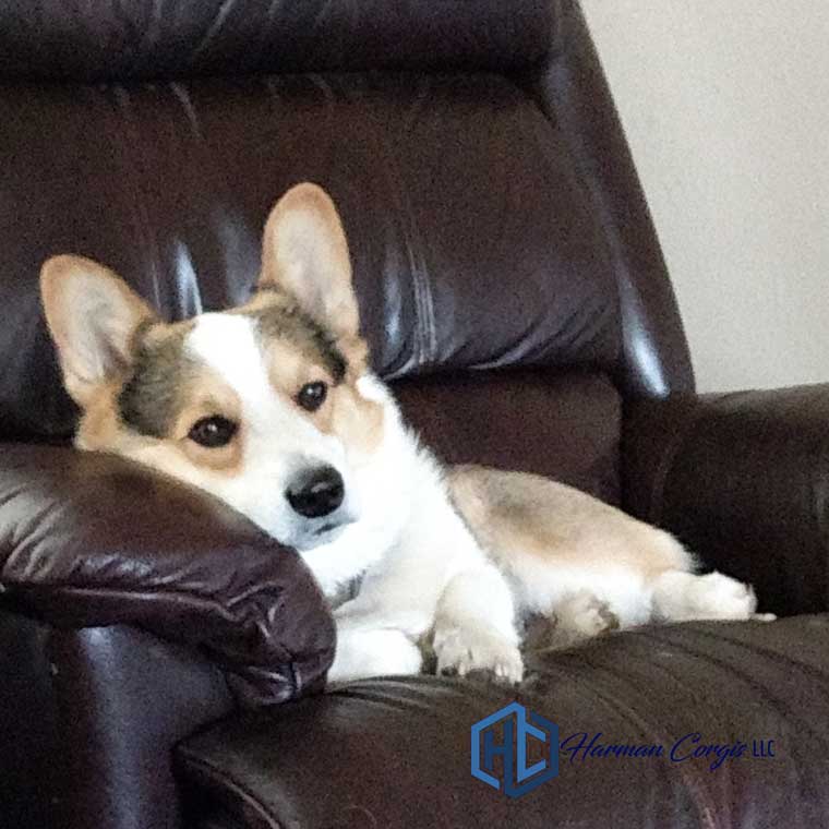 Tri color Corgi sitting in a chair