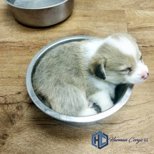 Corgi puppy sleeping in a dog bowl
