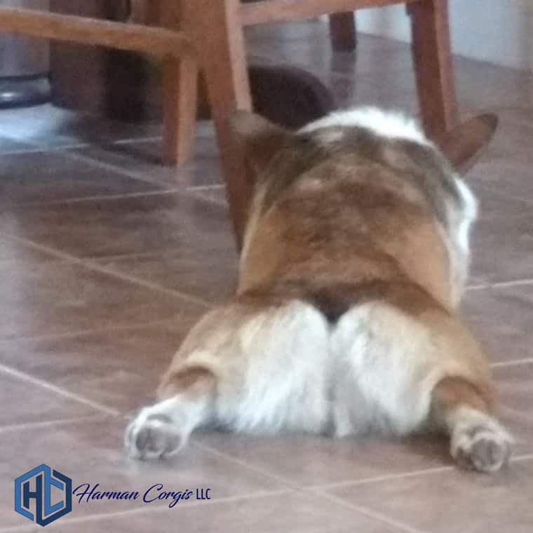 Corgi sploot