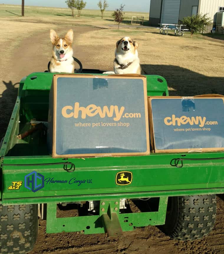 Corgis with Chewy boxes