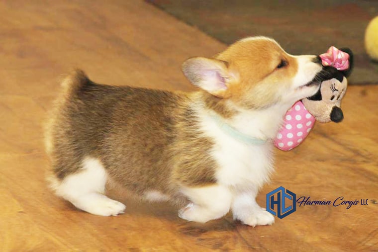 Red and white puppy running with a toy