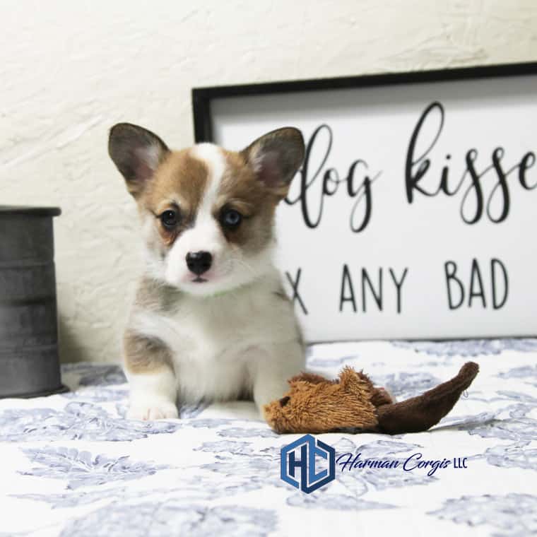 Sable Pembroke Welsh Corgi