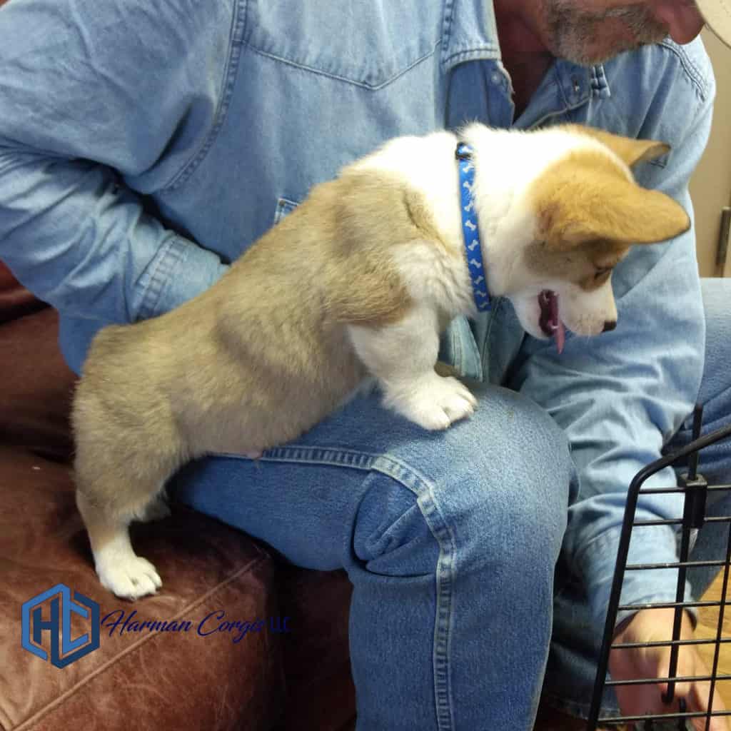 Corgi puppy looking down