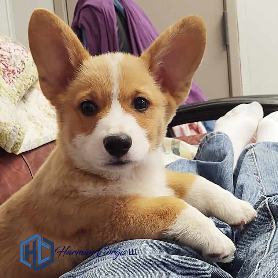 red and white Corgi puppy