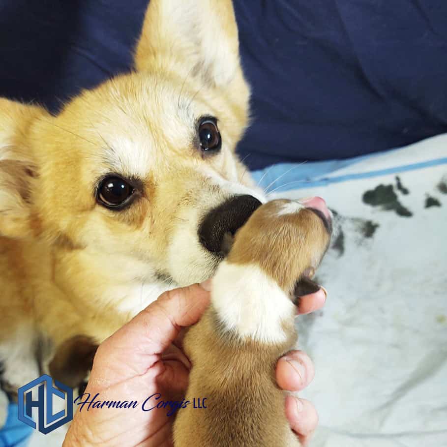 Red Corgi with baby