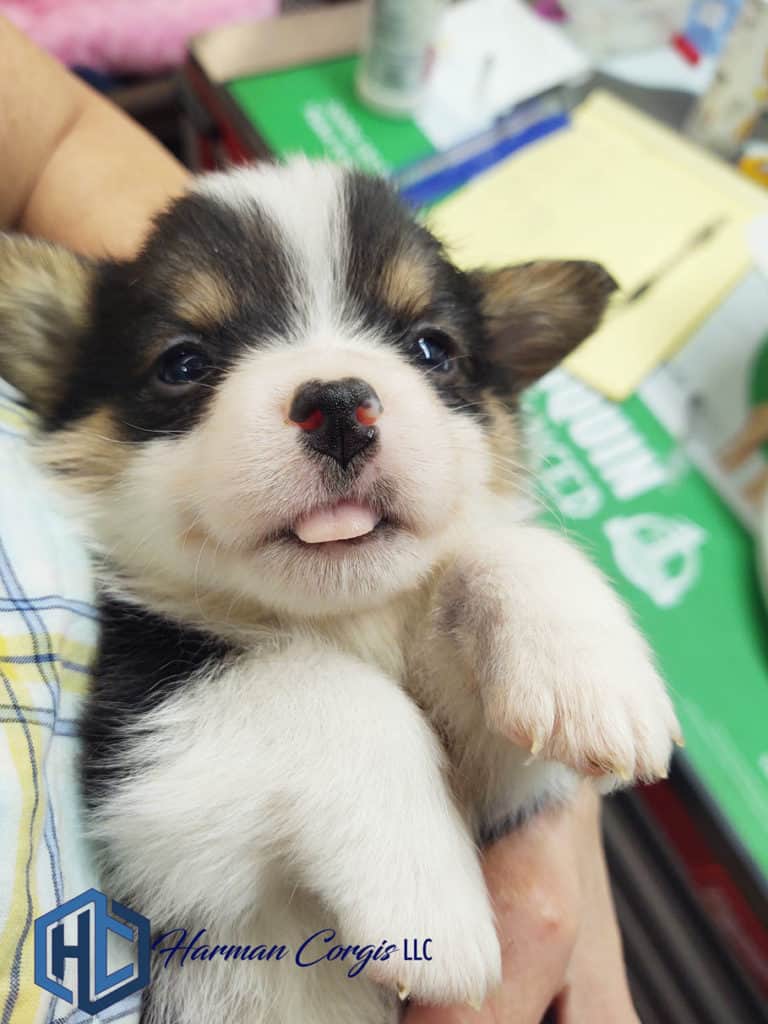 Tri color Corgi with its tongue stuck out