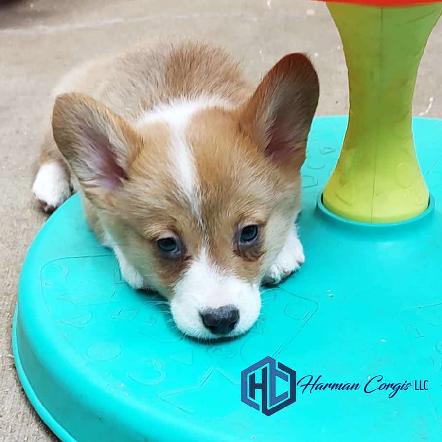 Corgi puppy