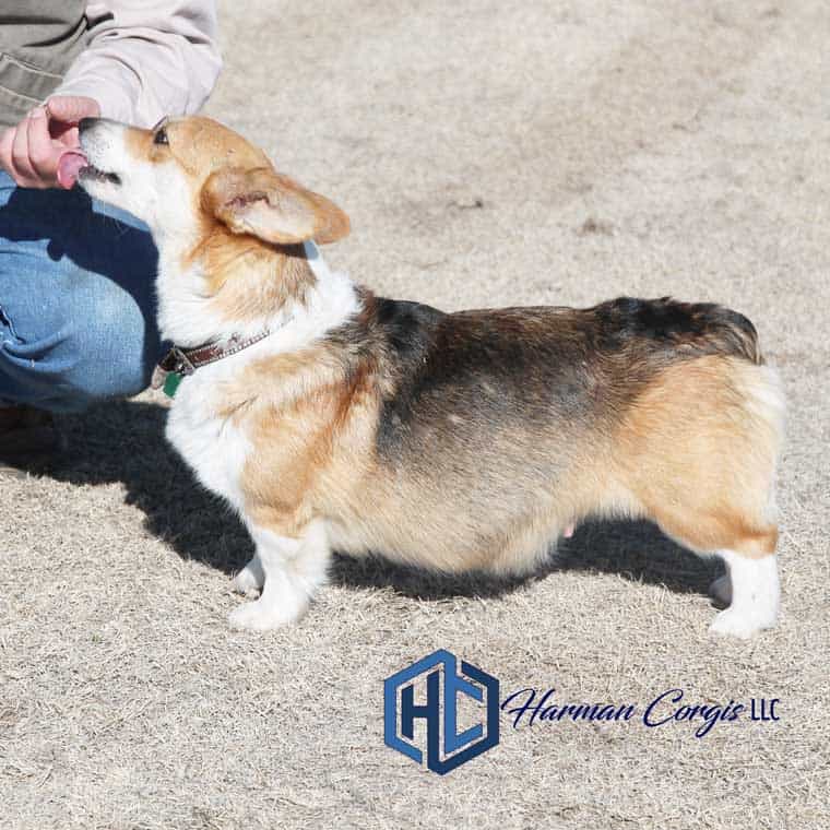 Coat colors and color changes in Corgis - Corgis I Texas Corgi Breeder ...