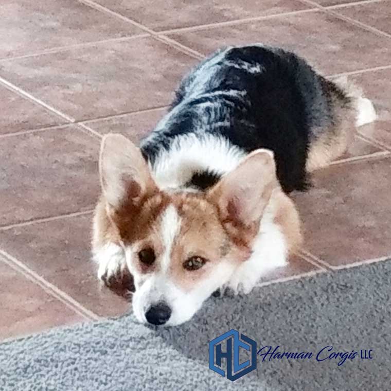 Red headed tri corgi