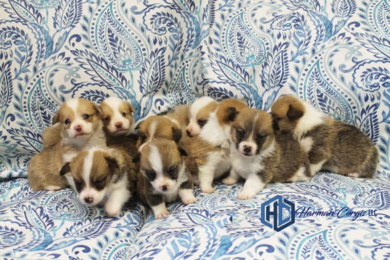 Litter of Pembroke Welsh Corgis