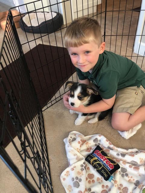 Tri Color Corgi puppy with little boy