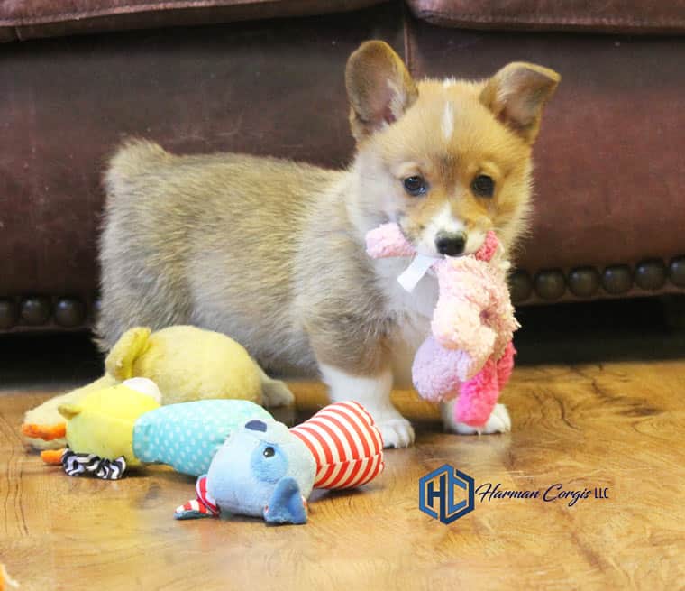 Corgidor puppy hot sale