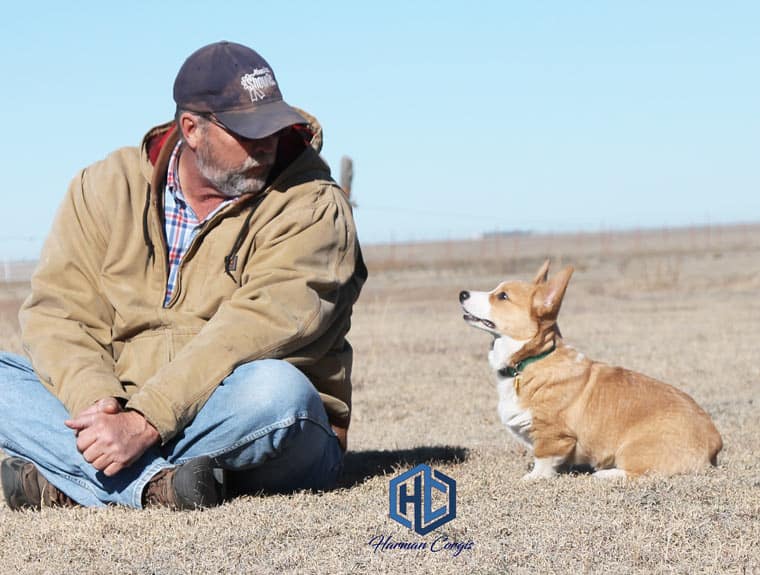 Corgi puppy and person