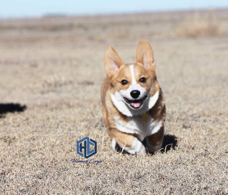 Red Corgi Puppy running