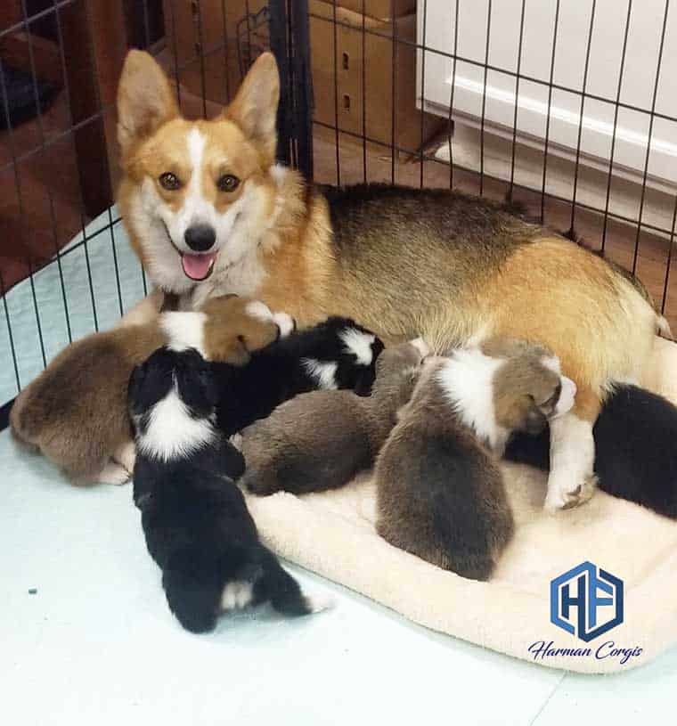 Corgi dam and pups