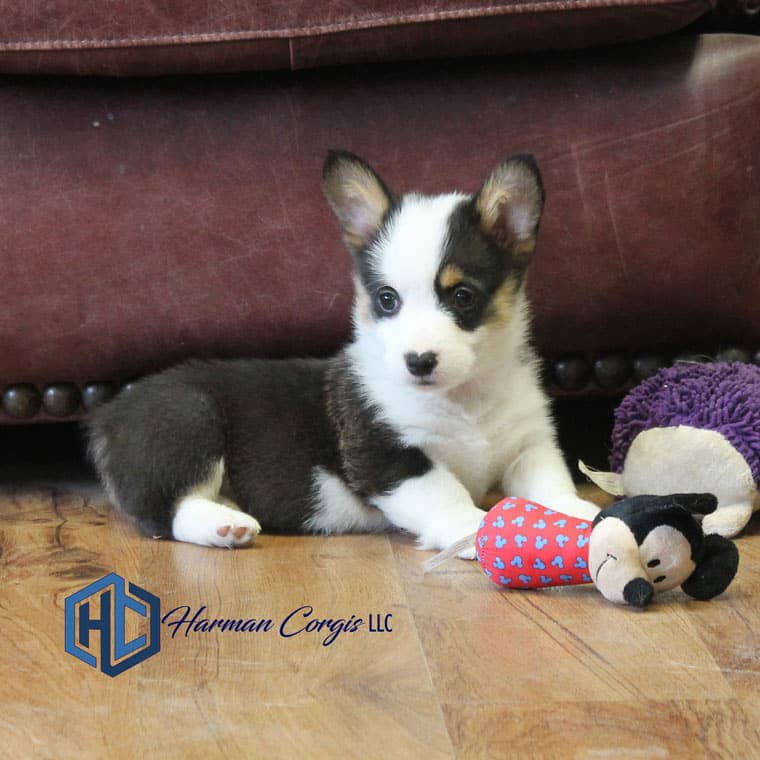 Tri Corgi puppy