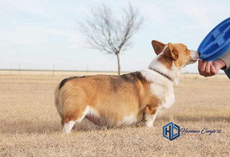 Red pregnant Corgi female